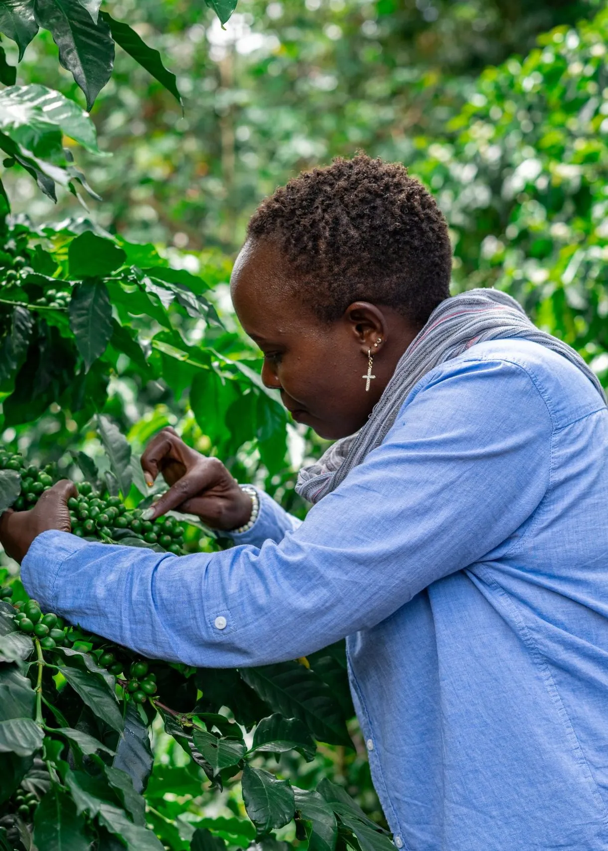 A young farmer harvesting coffee cherries by hand
