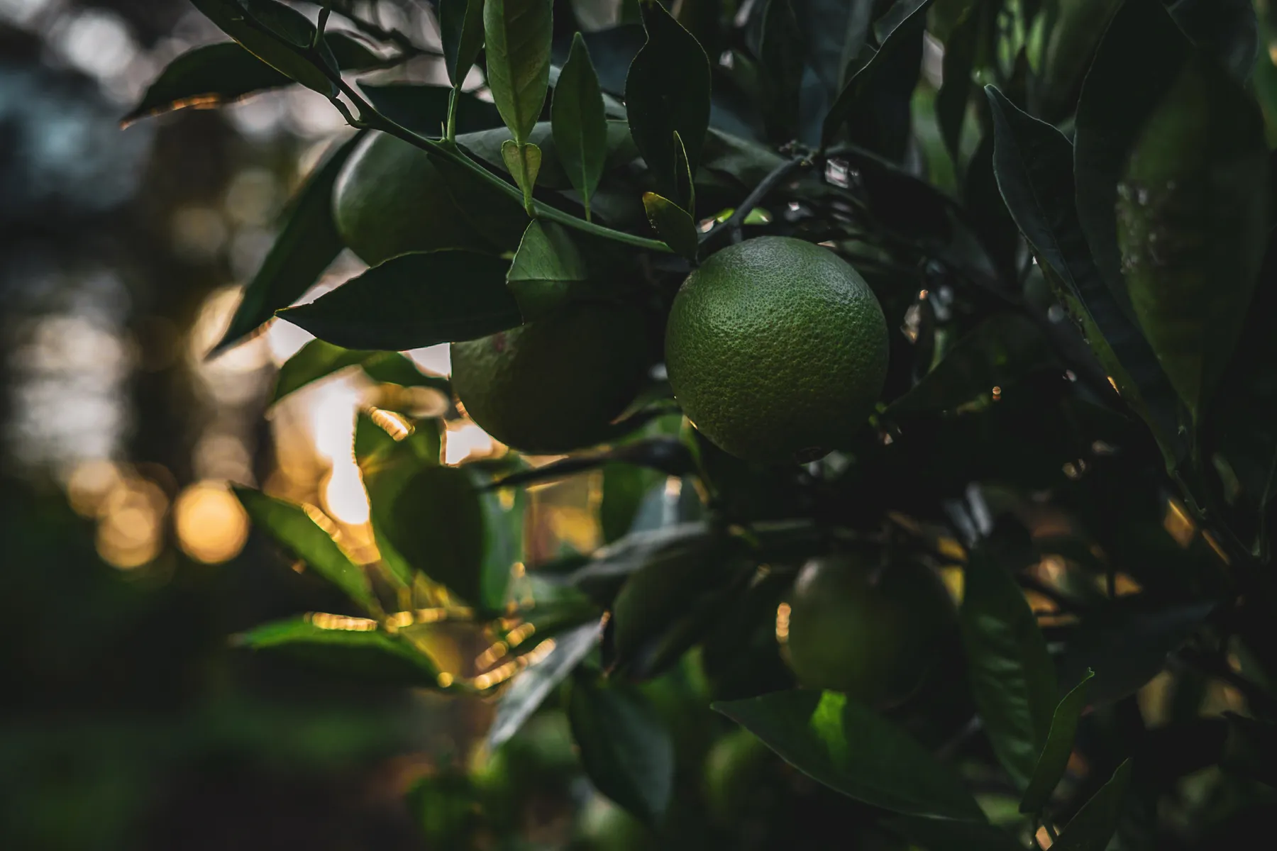 Citrus fruit ripening on the tree
