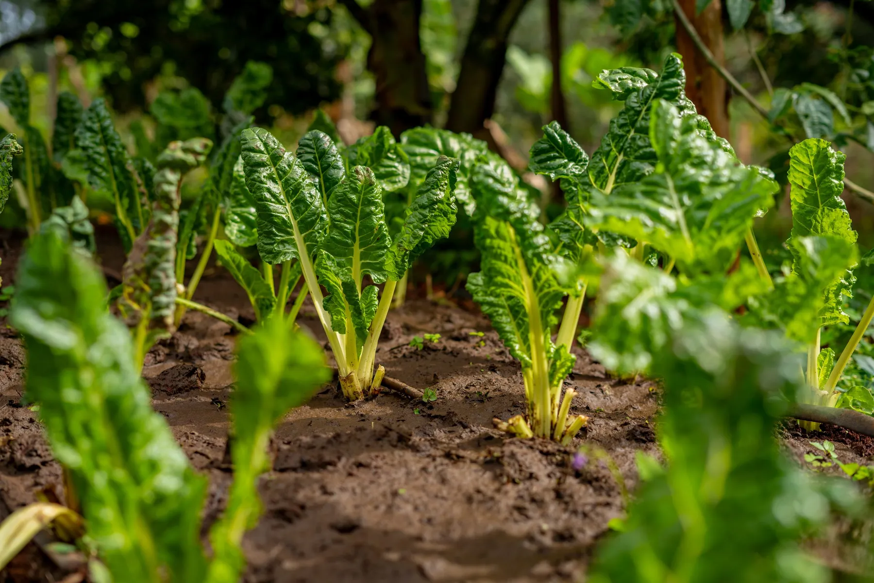 Rows of leafy vegetables growing in well-tended soil