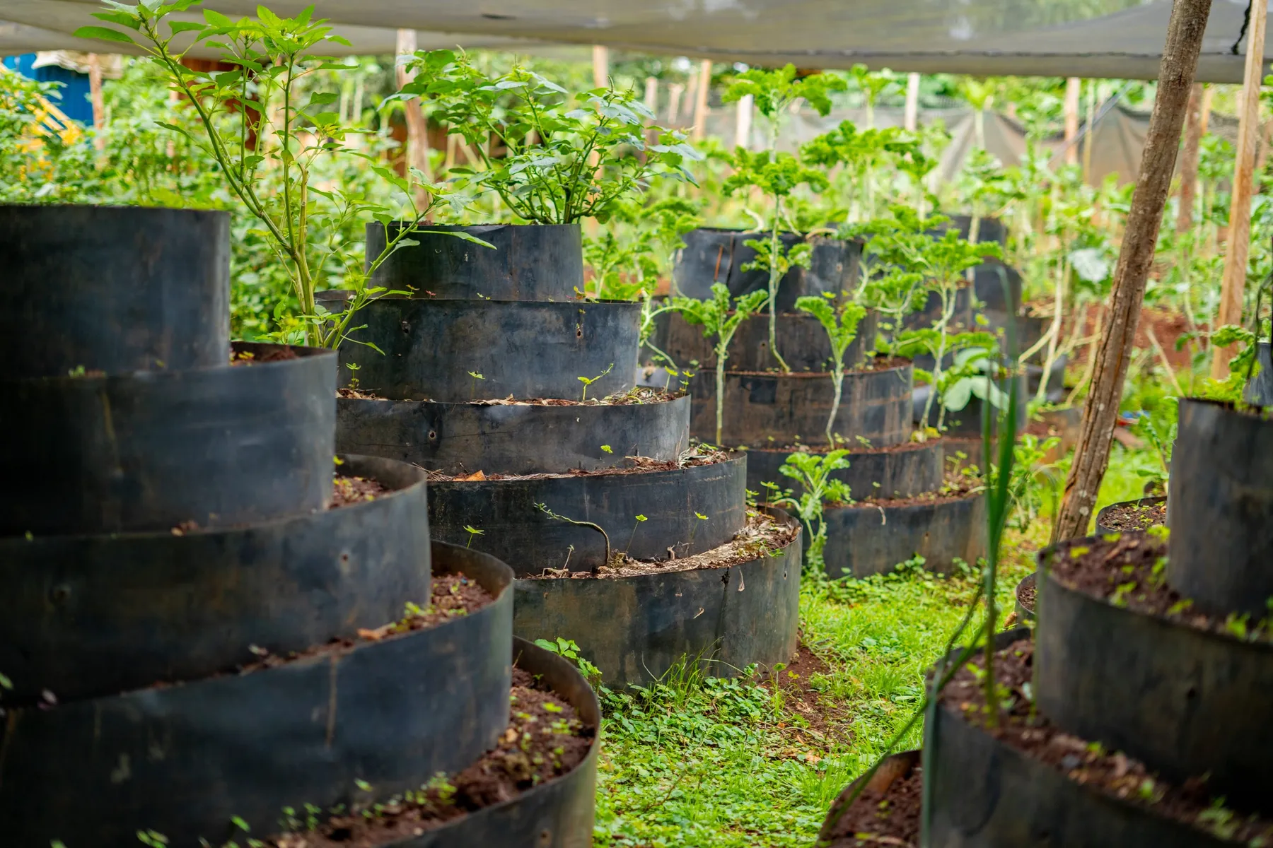 Rows of seedlings growing in planting sacks under shade netting