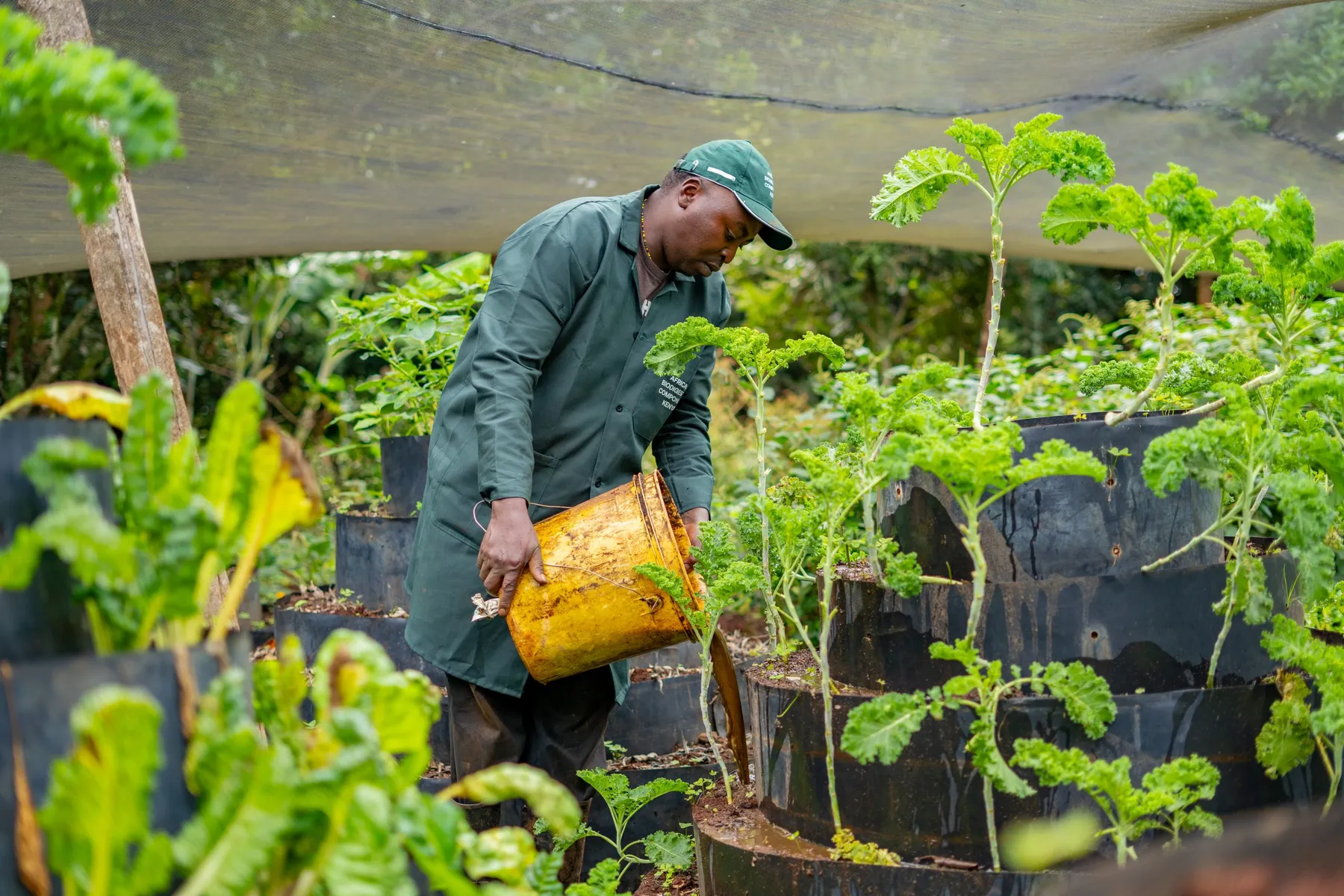 A farm worker watering seedlings in the nursery